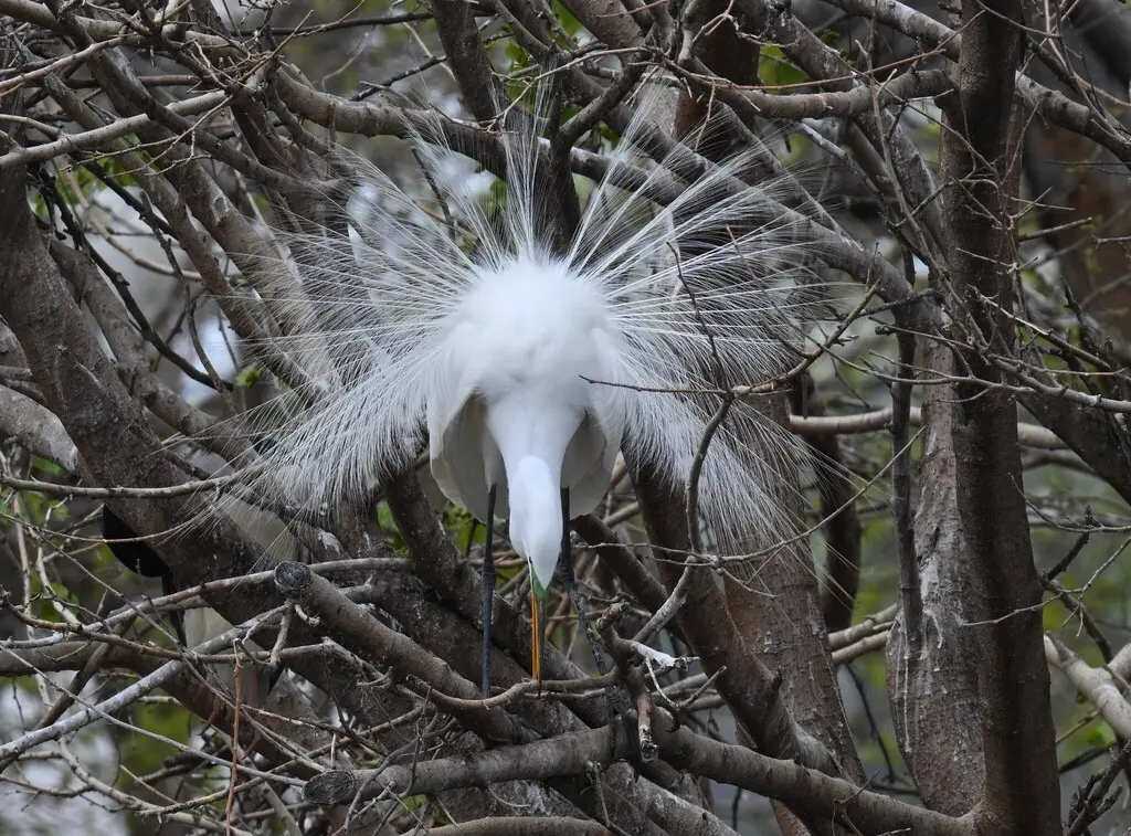 大白鹭(Ardea alba)