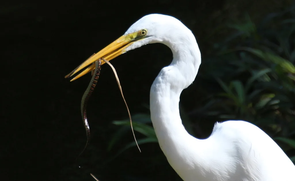 大白鹭(Ardea alba)