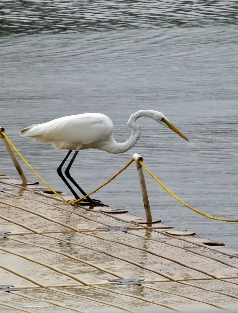 大白鹭(Ardea alba)