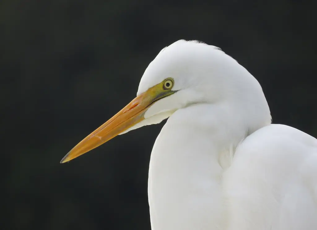 大白鹭(Ardea alba)