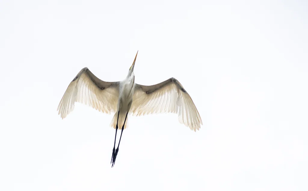 大白鹭(Ardea alba)