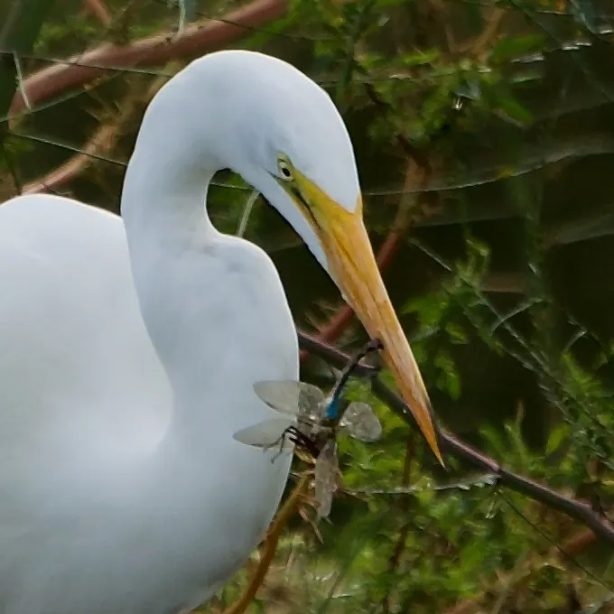 大白鹭(Ardea alba)