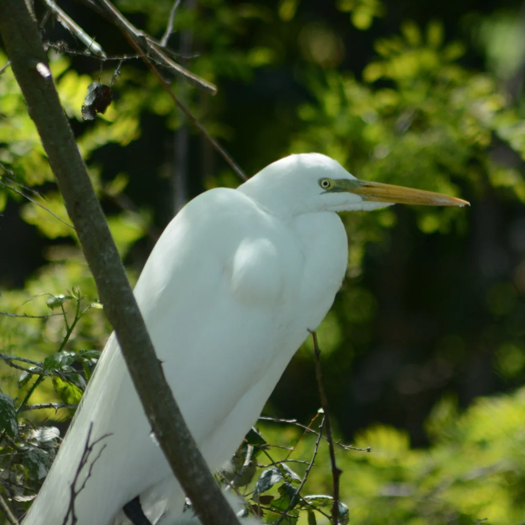 大白鹭(Ardea alba)