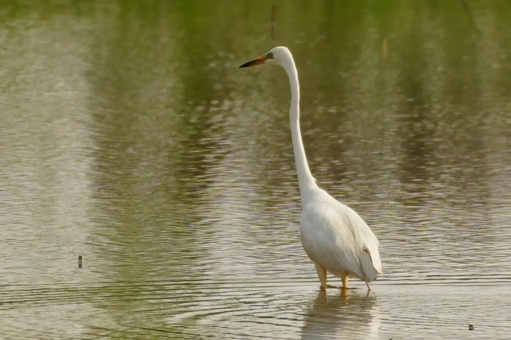大白鹭(Ardea alba)