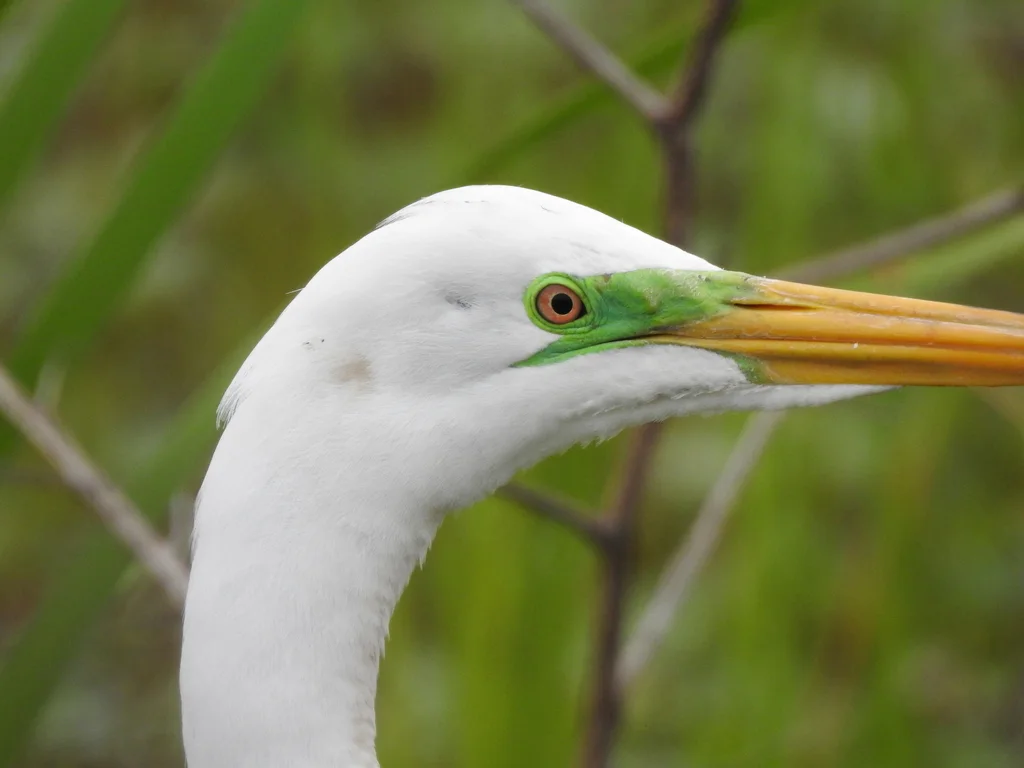大白鹭(Ardea alba)