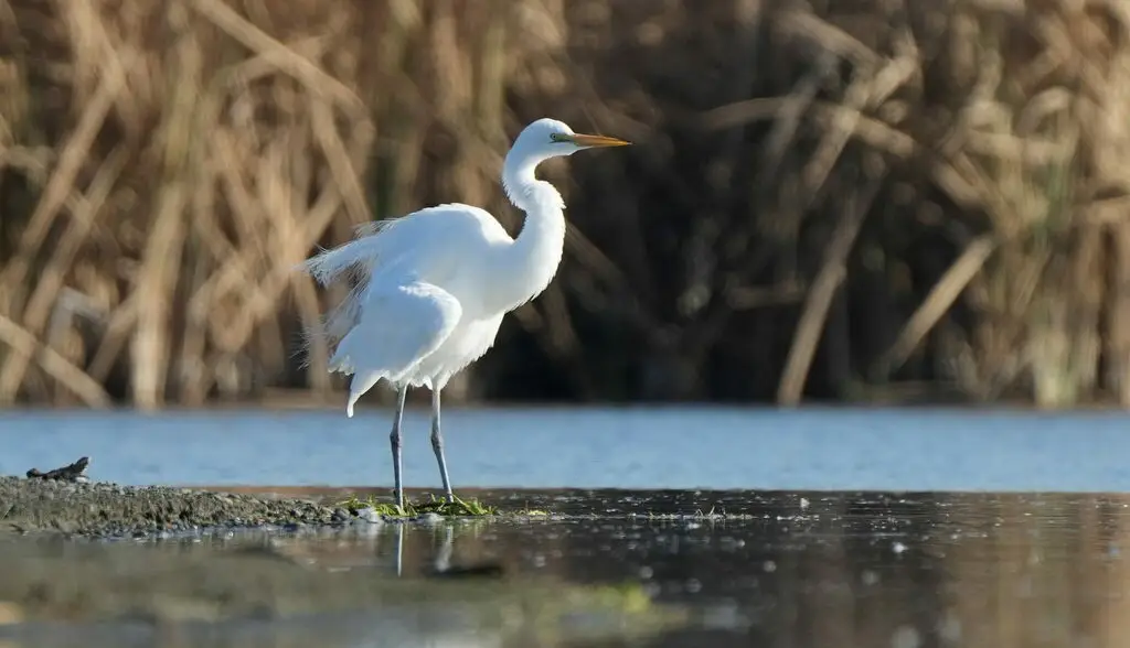 大白鹭(Ardea alba)