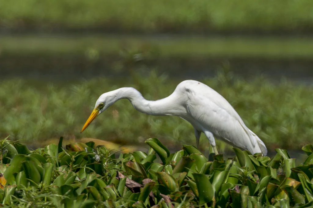非洲中白鹭(Ardea brachyrhyncha)
