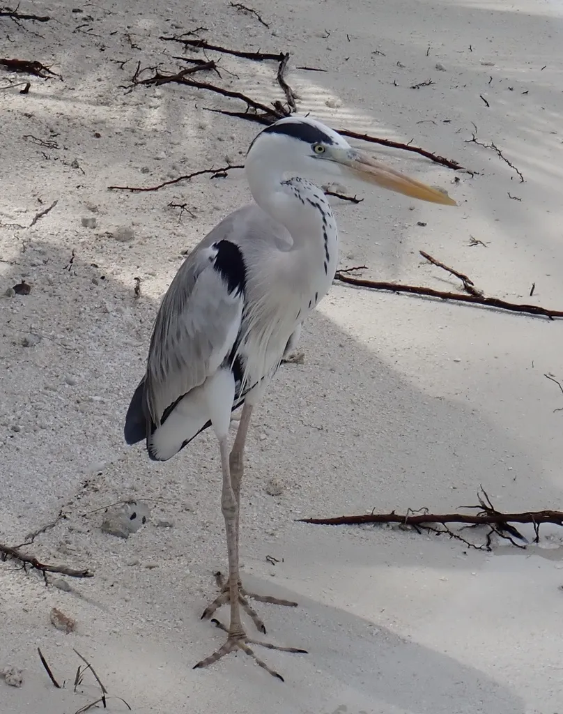 苍鹭(Ardea cinerea)