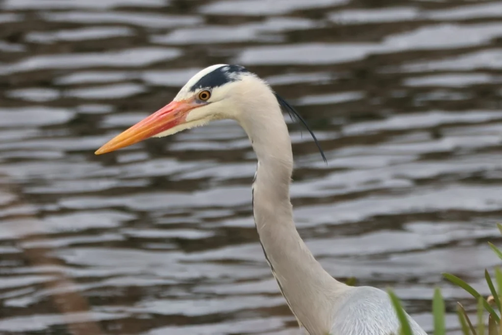 苍鹭(Ardea cinerea)