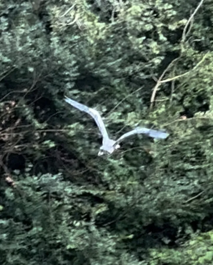 苍鹭(Ardea cinerea)