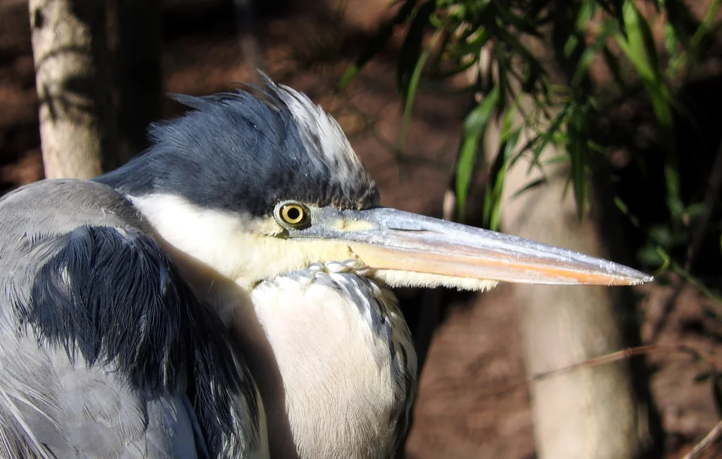 黑冠白颈鹭(Ardea cocoi)