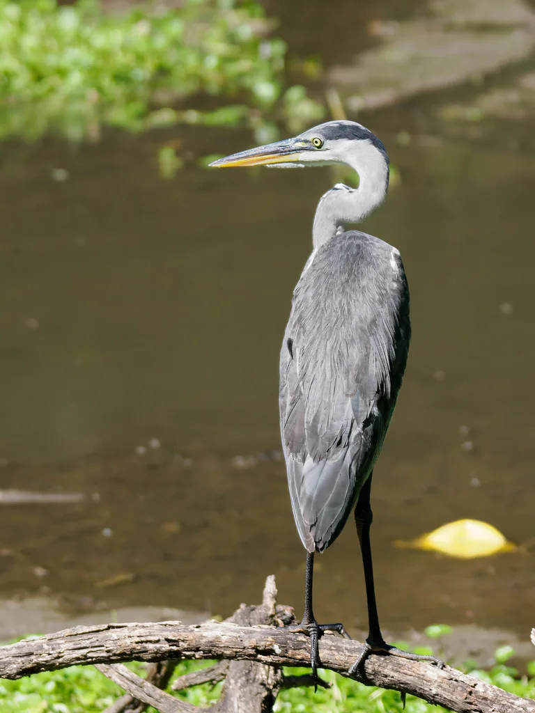 黑冠白颈鹭(Ardea cocoi)