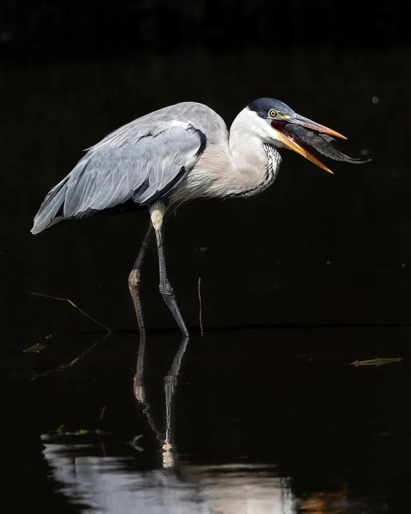 黑冠白颈鹭(Ardea cocoi)