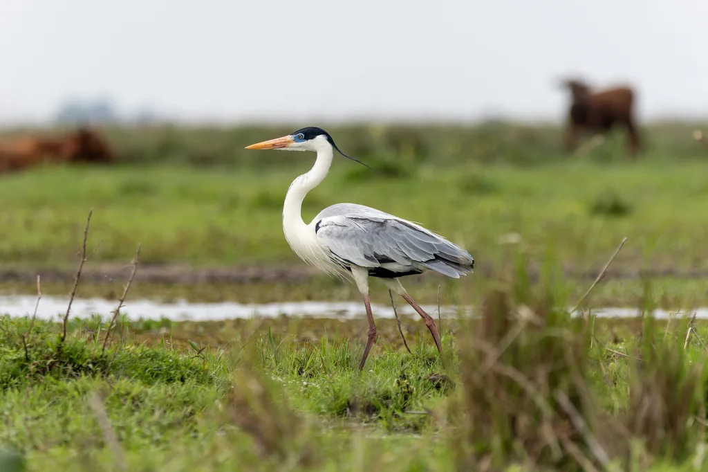 黑冠白颈鹭(Ardea cocoi)