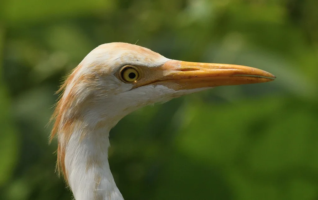 牛背鹭(Ardea coromanda)