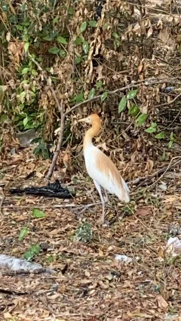牛背鹭(Ardea coromanda)