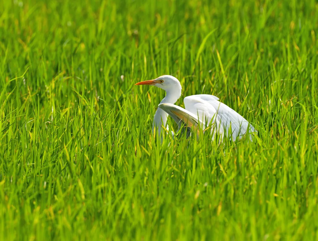牛背鹭(Ardea coromanda)
