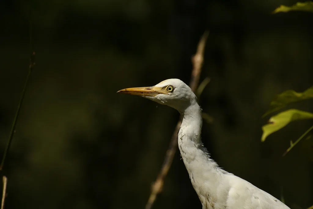 牛背鹭(Ardea coromanda)