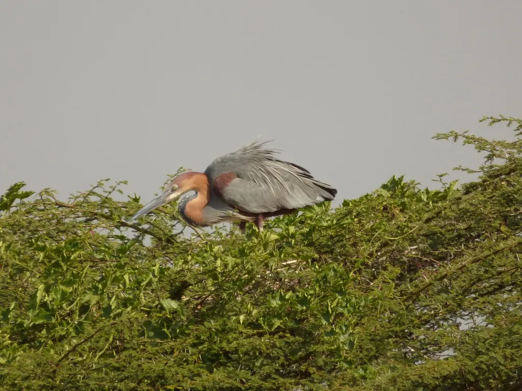 巨鹭(Ardea goliath)