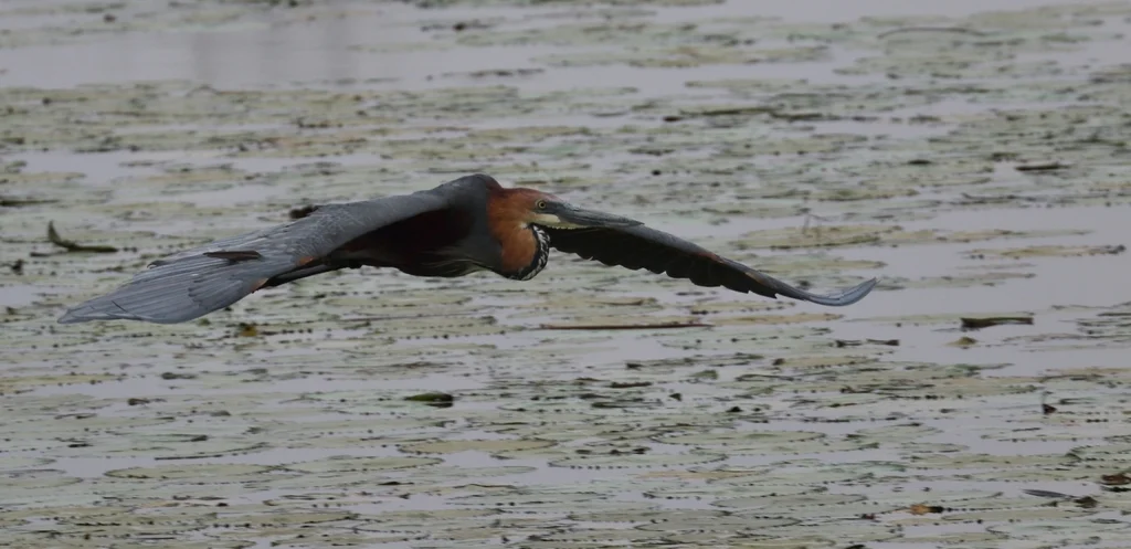巨鹭(Ardea goliath)