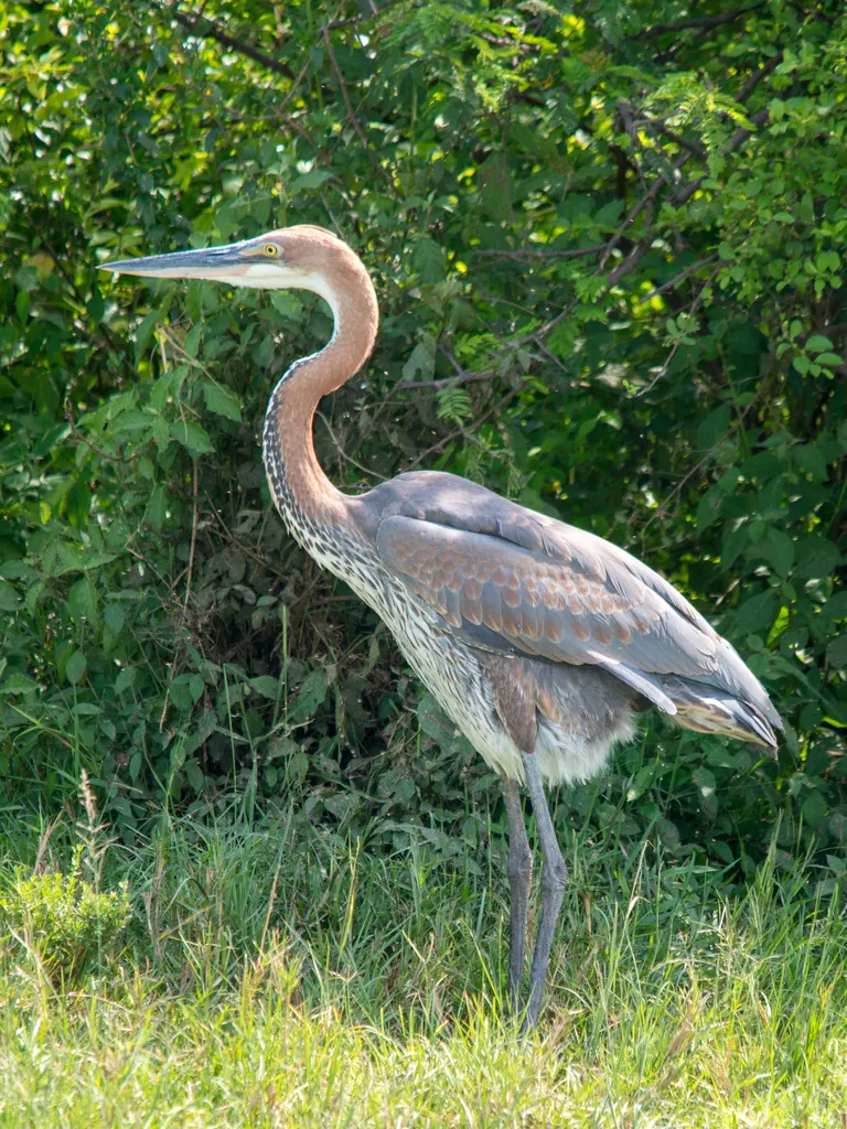 巨鹭(Ardea goliath)