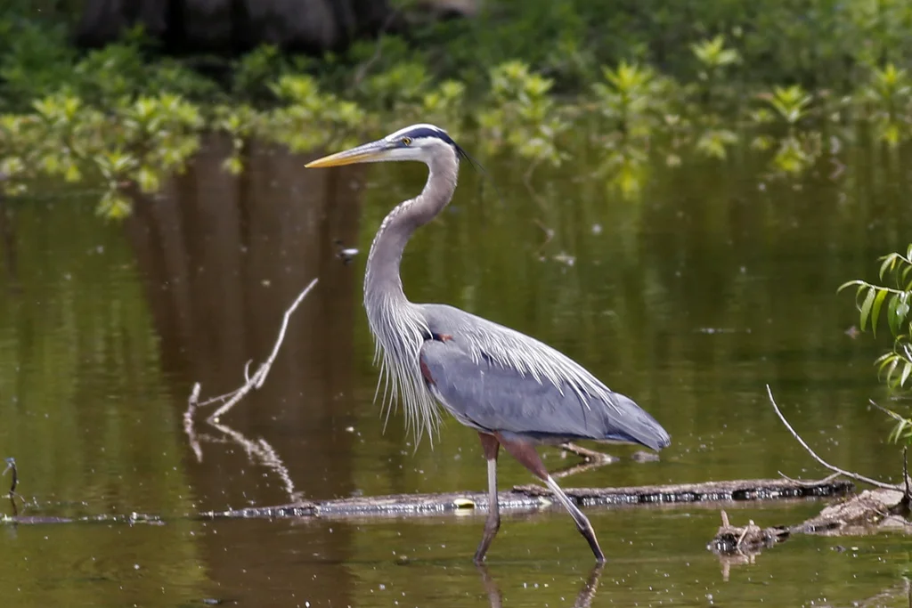 大蓝鹭(Ardea herodias)