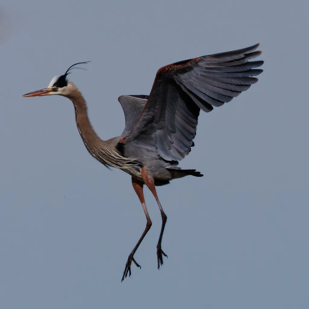 大蓝鹭(Ardea herodias)