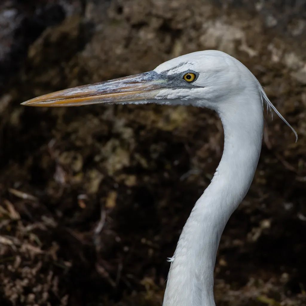大蓝鹭(Ardea herodias)