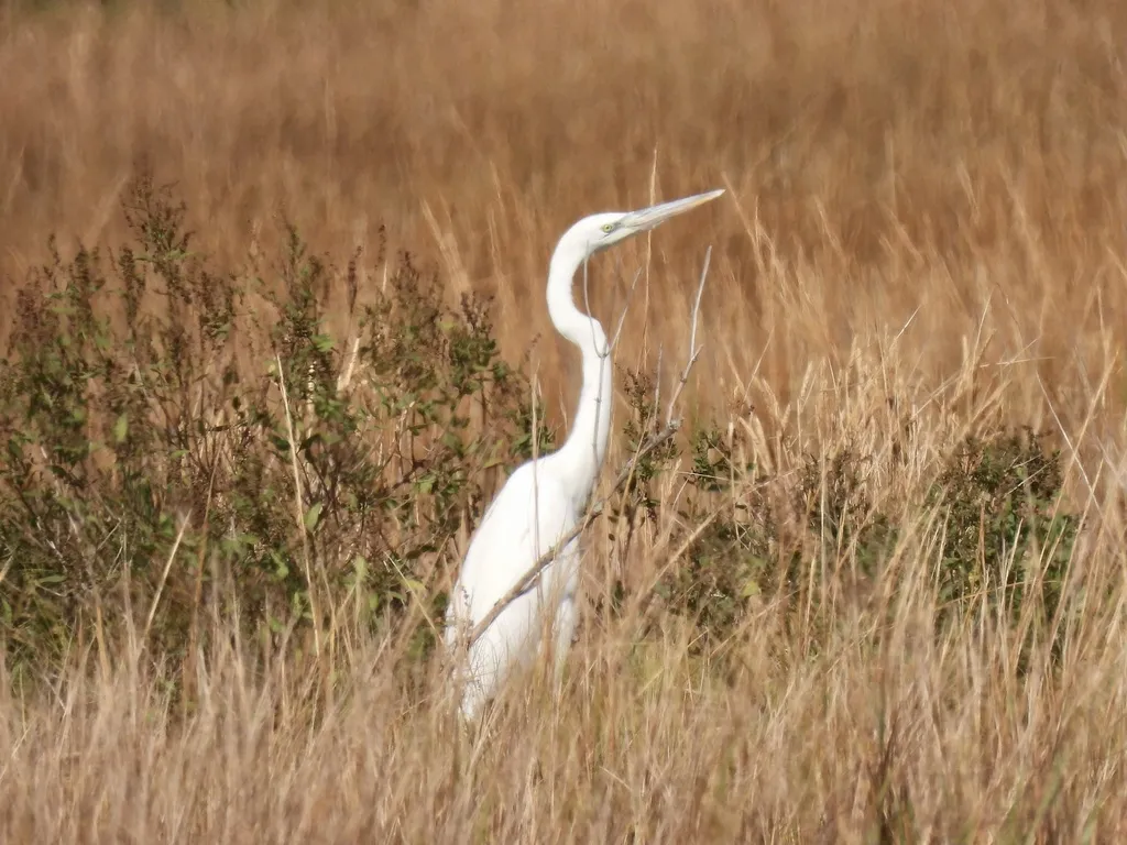 大蓝鹭(Ardea herodias)