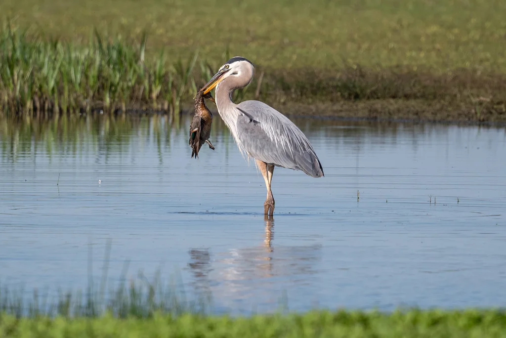 大蓝鹭(Ardea herodias)