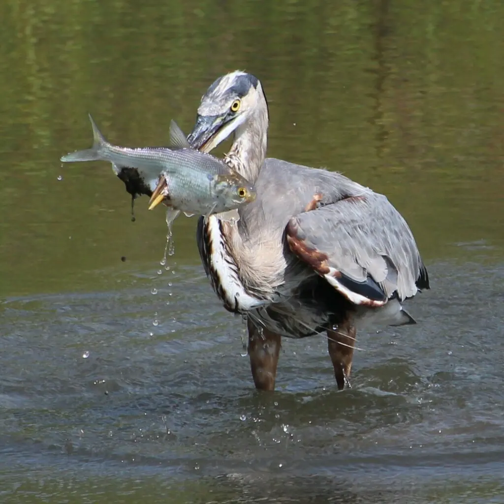 大蓝鹭(Ardea herodias)