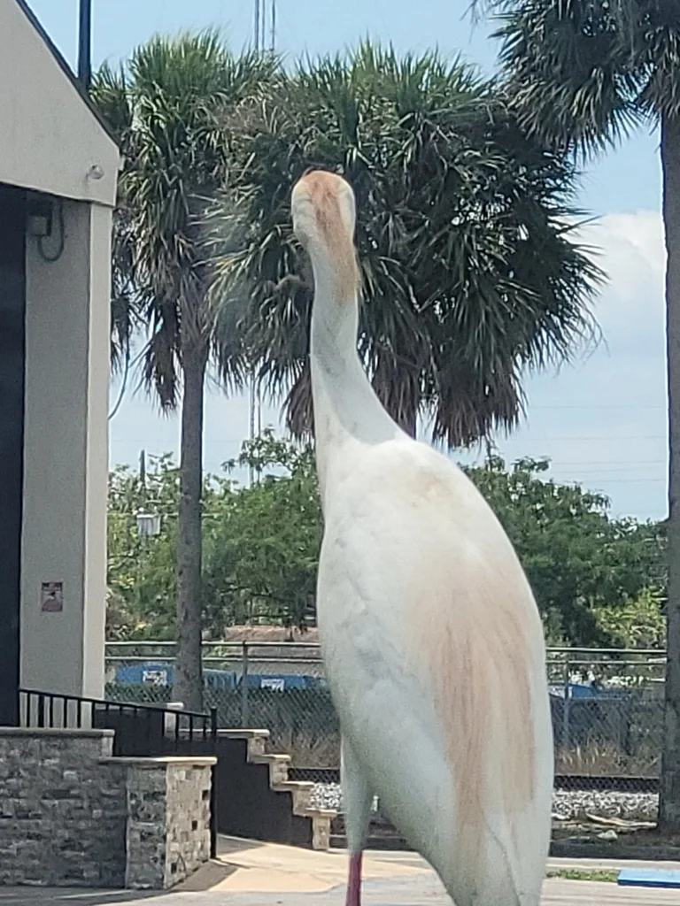 西牛背鹭(Ardea ibis)