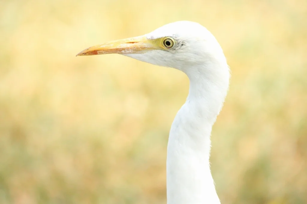 西牛背鹭(Ardea ibis)