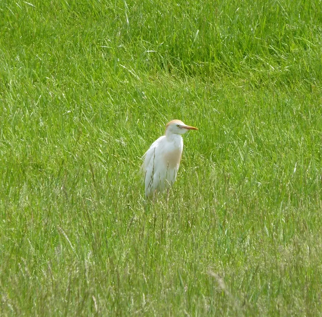 西牛背鹭(Ardea ibis)