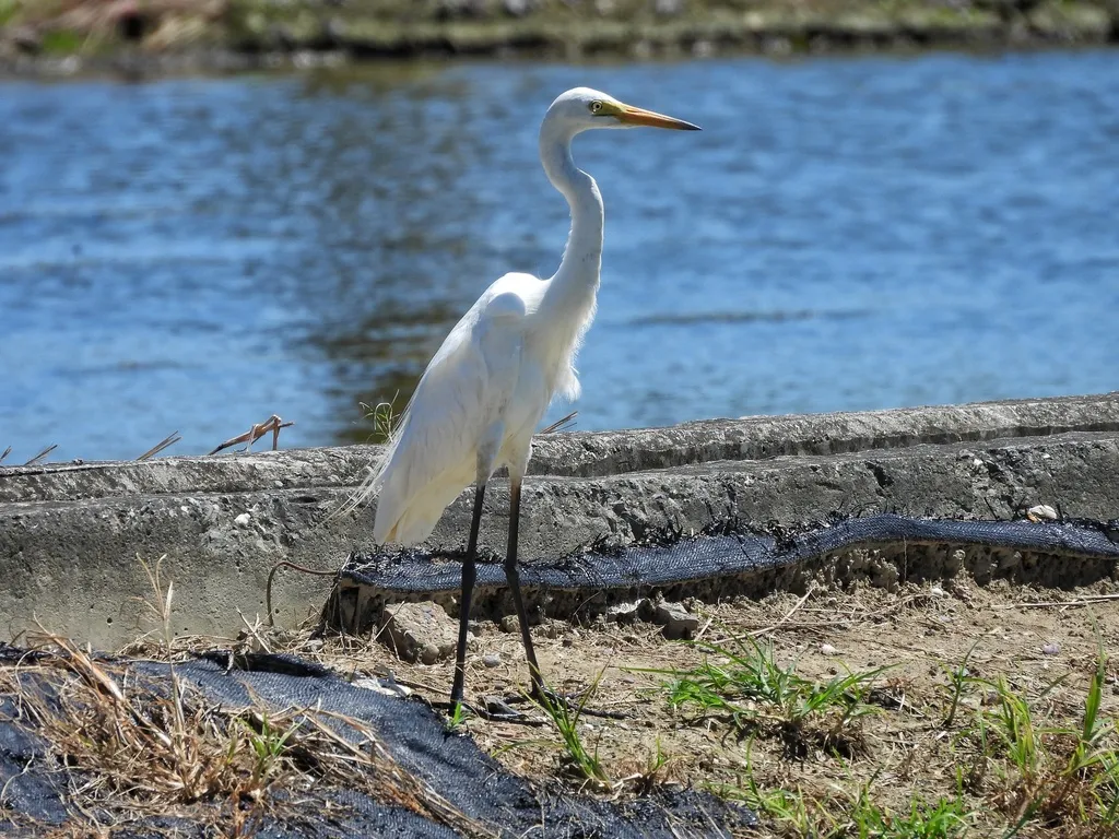 中白鹭(Ardea intermedia)