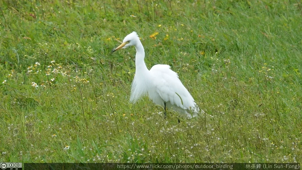 中白鹭(Ardea intermedia)