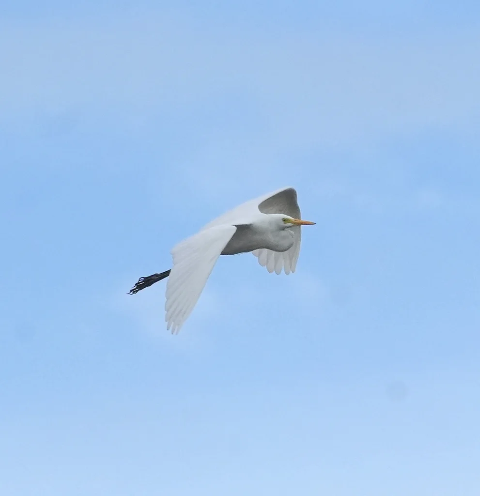 中白鹭(Ardea intermedia)