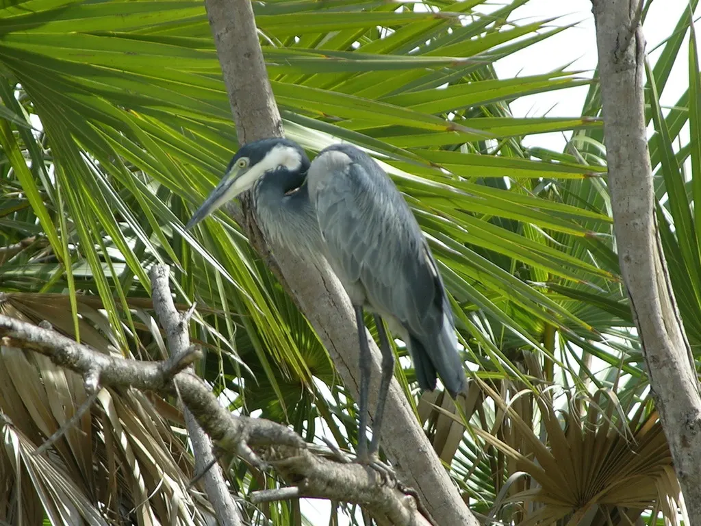 黑头鹭(Ardea melanocephala)