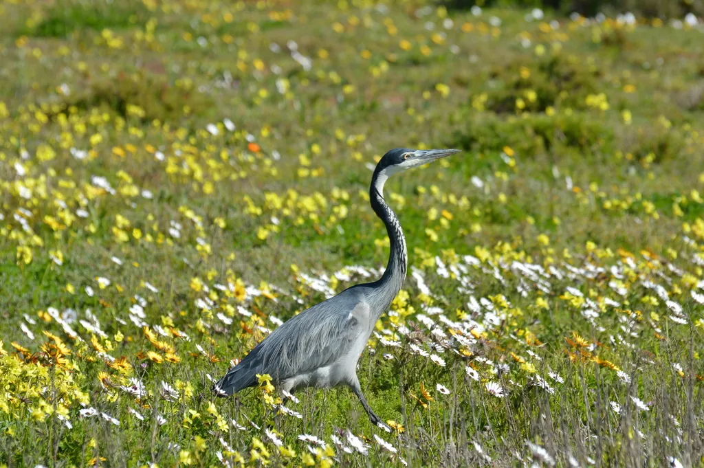 黑头鹭(Ardea melanocephala)
