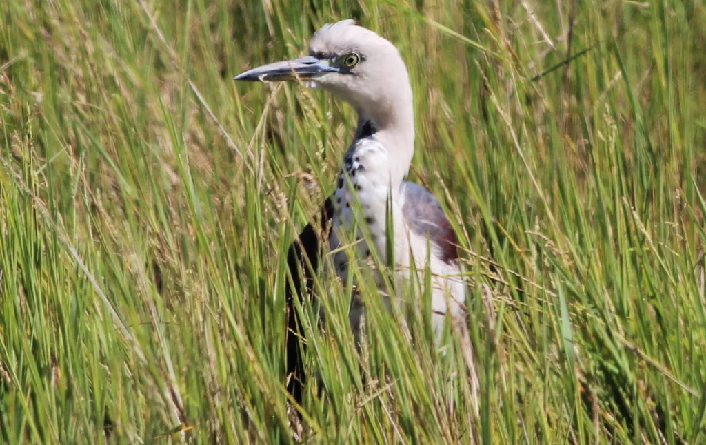 白颈鹭(Ardea pacifica)