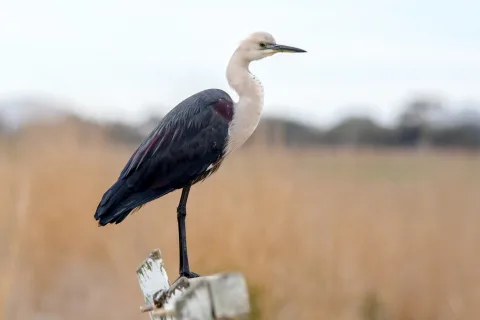 白颈鹭