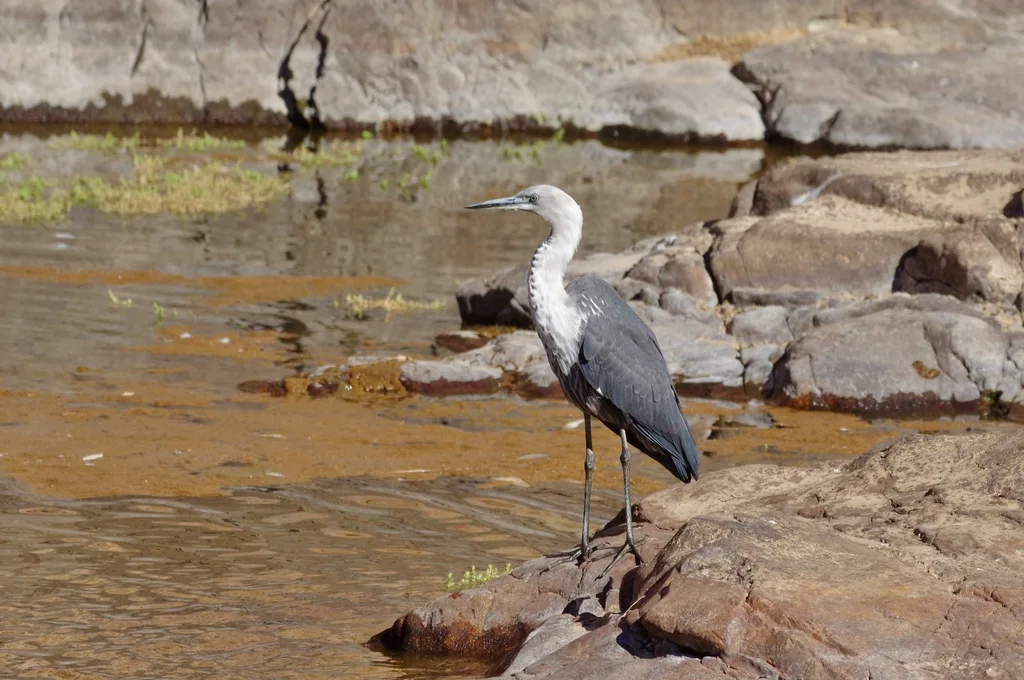 白颈鹭(Ardea pacifica)