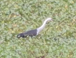 白颈鹭(Ardea pacifica)