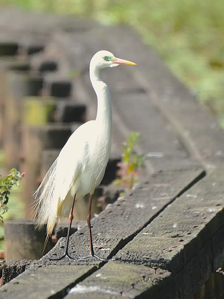 澳洲中白鹭(Ardea plumifera)