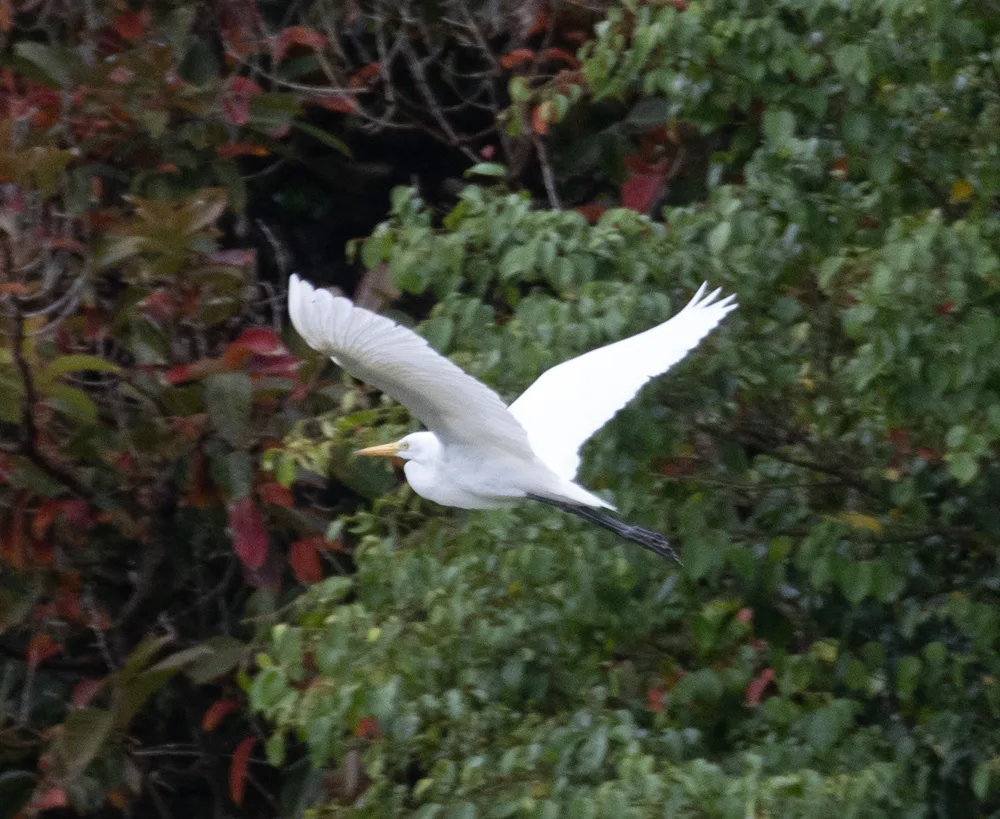 澳洲中白鹭(Ardea plumifera)