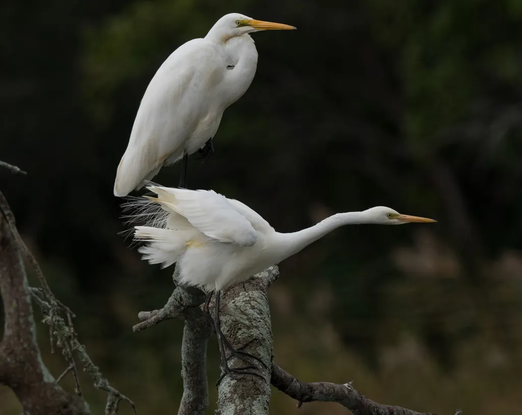 澳洲中白鹭(Ardea plumifera)