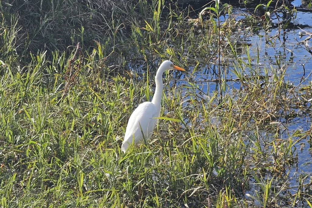 澳洲中白鹭(Ardea plumifera)