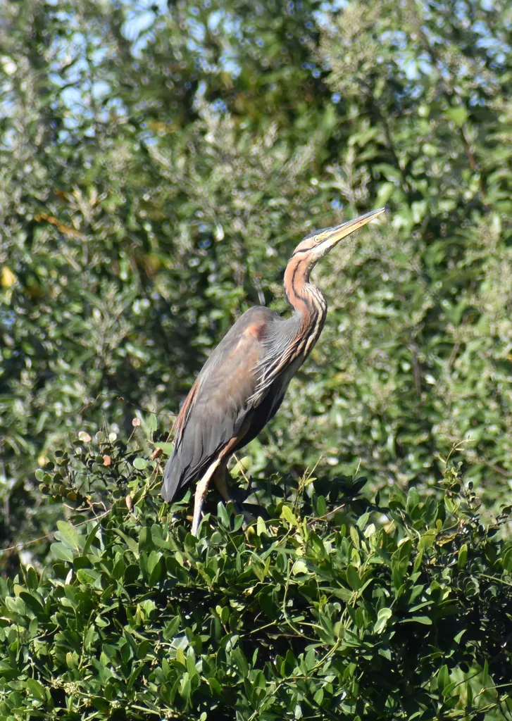 草鹭（Ardea purpurea）
