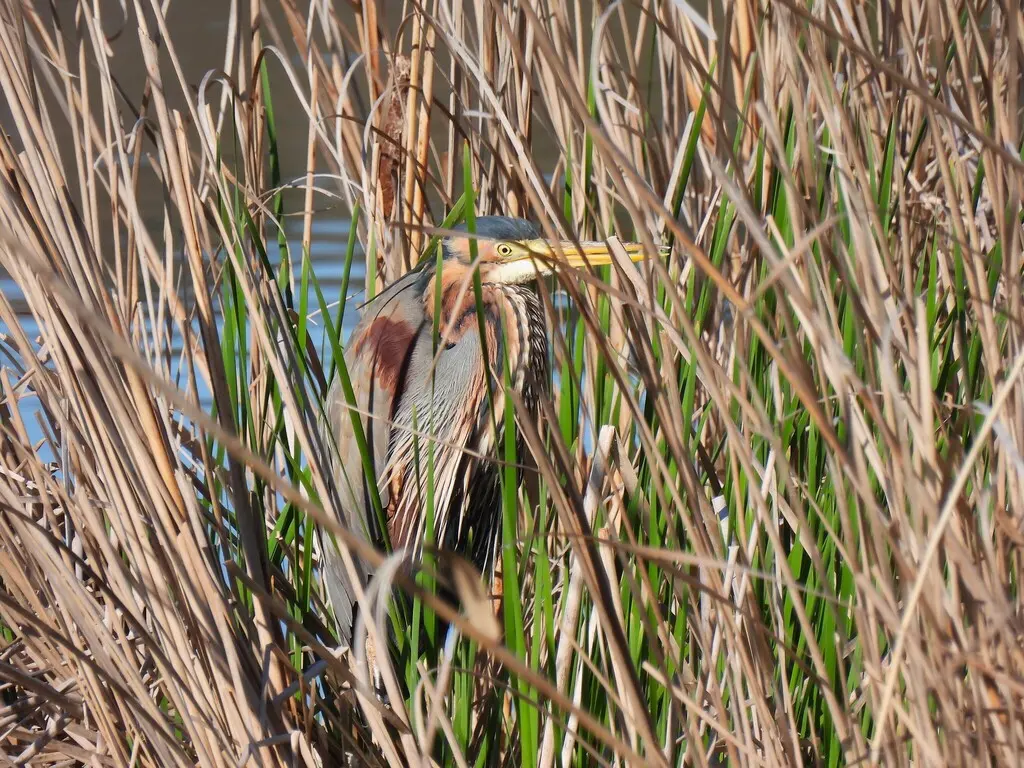 草鹭（Ardea purpurea）
