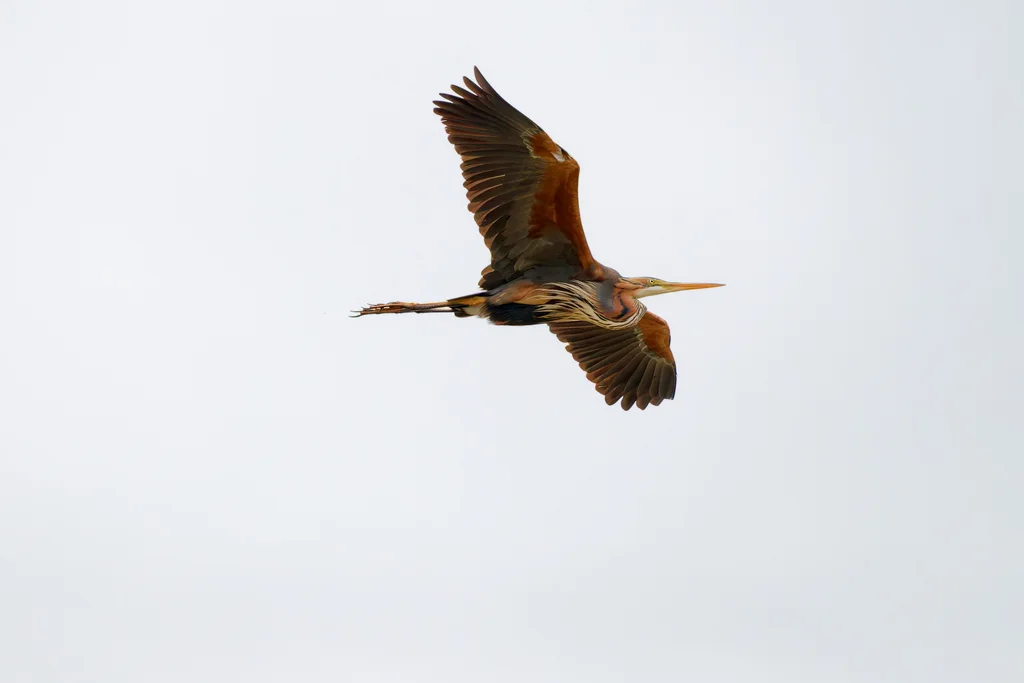 草鹭（Ardea purpurea）